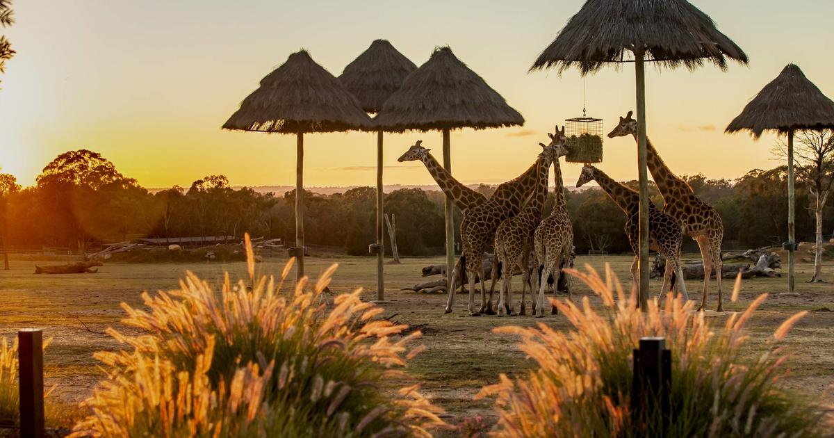 dubbo-zoo-makes-wotif-aussie-kids-bucket-list-taronga-conservation